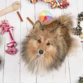Cosas para mascotas