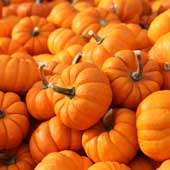 Calabaza