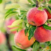 Árbol de manzanas