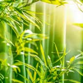 Bamboo