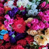 Flores