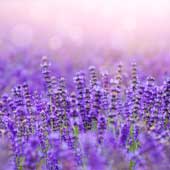 Lavanda