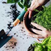 Plantas