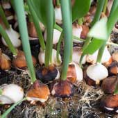 Bulbos de Tulipán