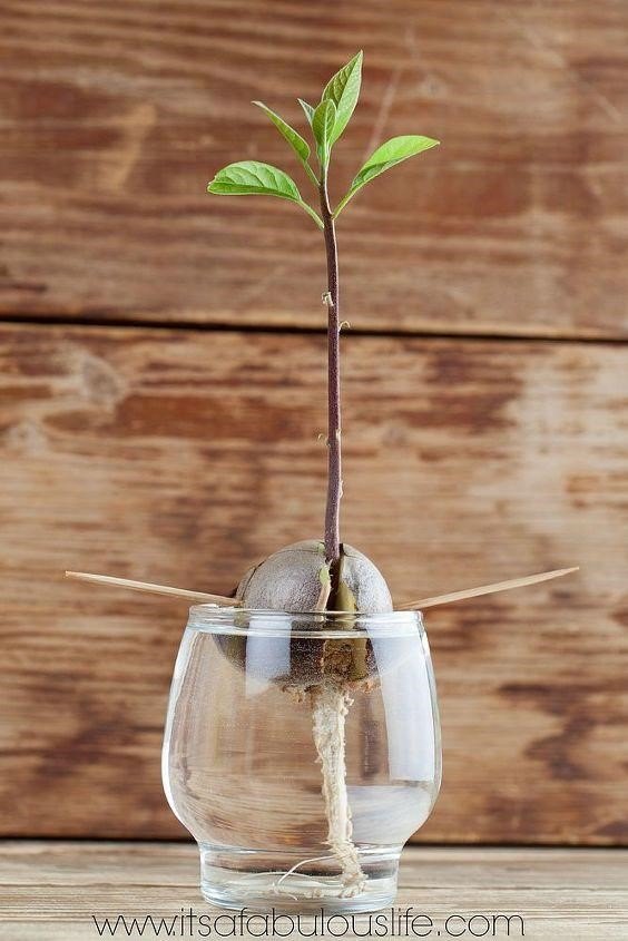 maneiras rpidas fceis e criativas de cultivar um abacateiro a partir de um buraco, Amanda Faulkner