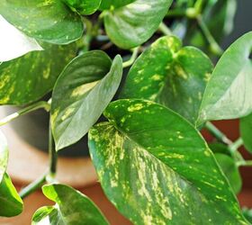 Como Cuidar E Propagar Plantas Pothos Internas | Hometalk