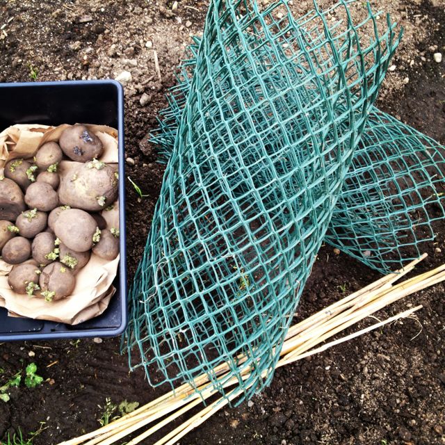 o metodo mais facil de cultivar batatas do mundo