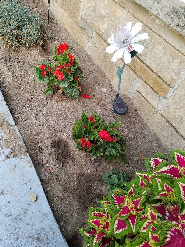 como posso evitar que meus gatos usem meus canteiros de flores como caixas de areia