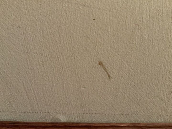 cmo puedo limpiar los mocos de gato de una pared pintada