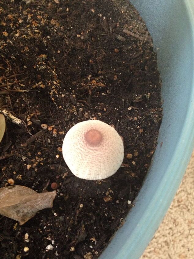 q como posso evitar que o fungo cres a na minha planta de casa, O mais recente que apareceu esta manh