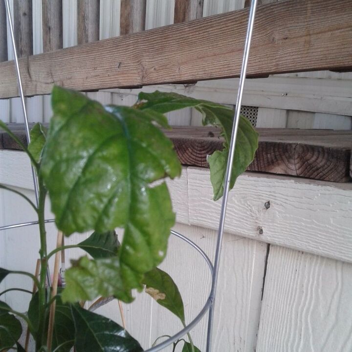 algo est comendo minhas plantas de abacate que cresceram em vasos