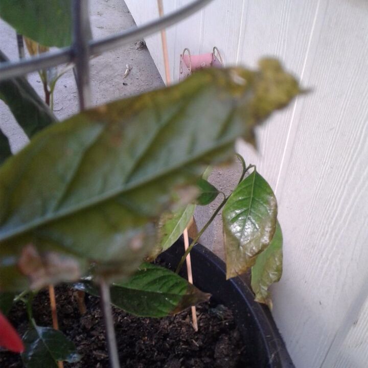 algo est comendo minhas plantas de abacate que cresceram em vasos