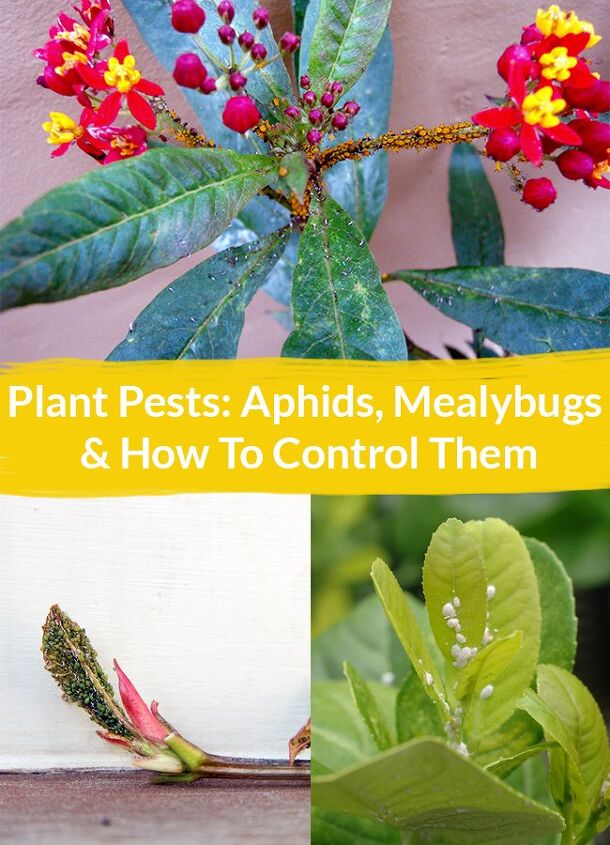 plagas de las plantas pulgones cochinillas y como controlarlos