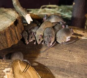 Cómo deshacerse de los ratones y mantenerlos alejados para siempre