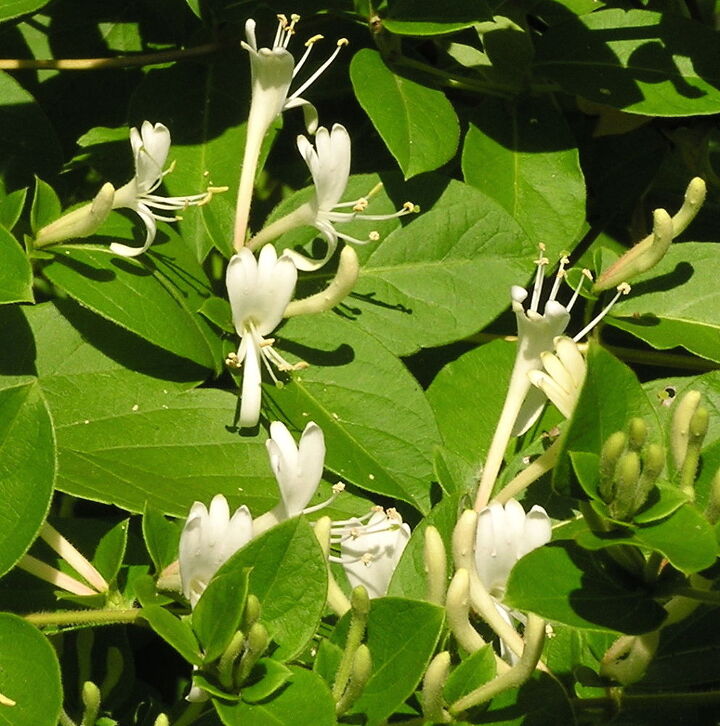 uma madressilva perfumada e nao invasiva, Lonicera japonica listada como uma erva daninha nociva em Illinois Texas e Virg nia e proibida em New Hampshire