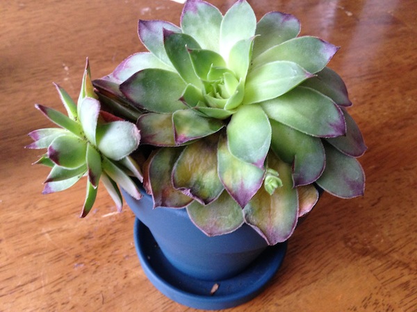 suculenta moribunda o en crecimiento, Suculenta en una peque a maceta azul Cuando lo recib la planta era plana no su torsi n y desbordamiento