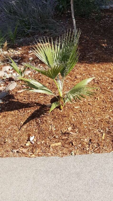 esta uma palmeira no meu jardim