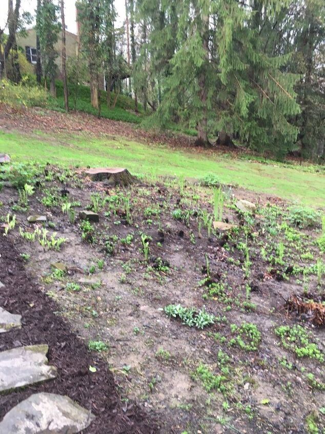 o que fazer com um jardim de sombra agora que a rvore foi cortada