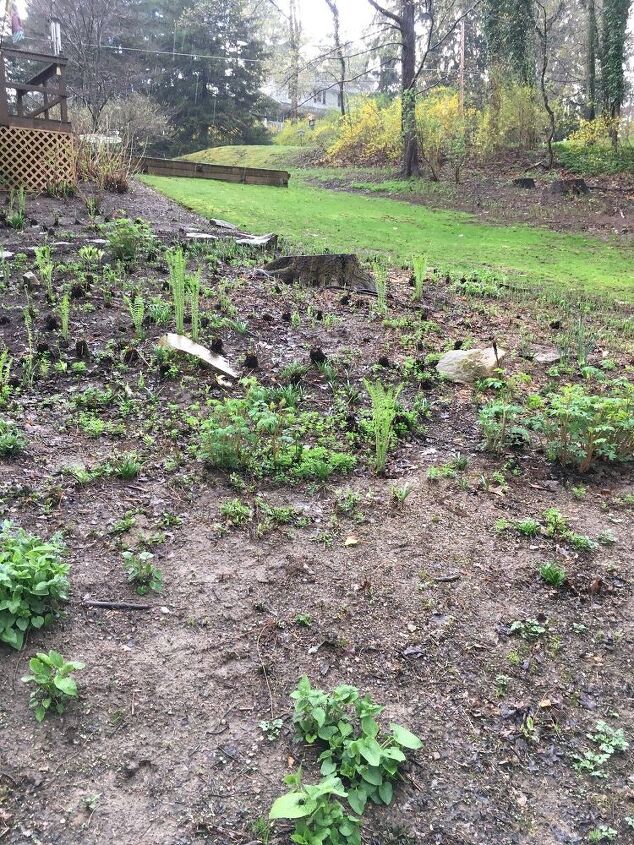 o que fazer com um jardim de sombra agora que a rvore foi cortada