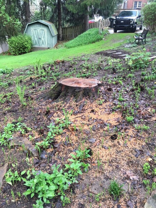 q que hacer con un jardin de sombra ahora que se ha cortado el arbol