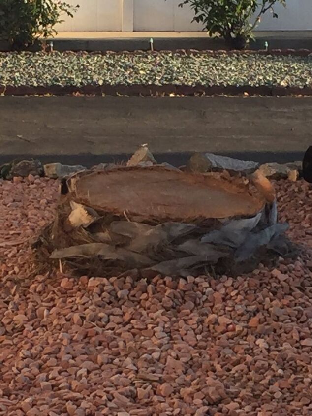 cmo deshacerse de los tocones de la palmera reina