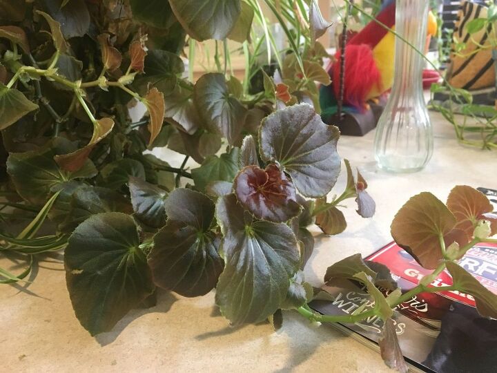 q ajude a identificar a planta de casa por favor