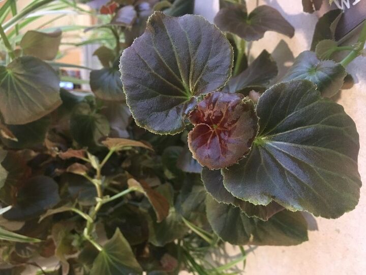 q ajude a identificar a planta de casa por favor