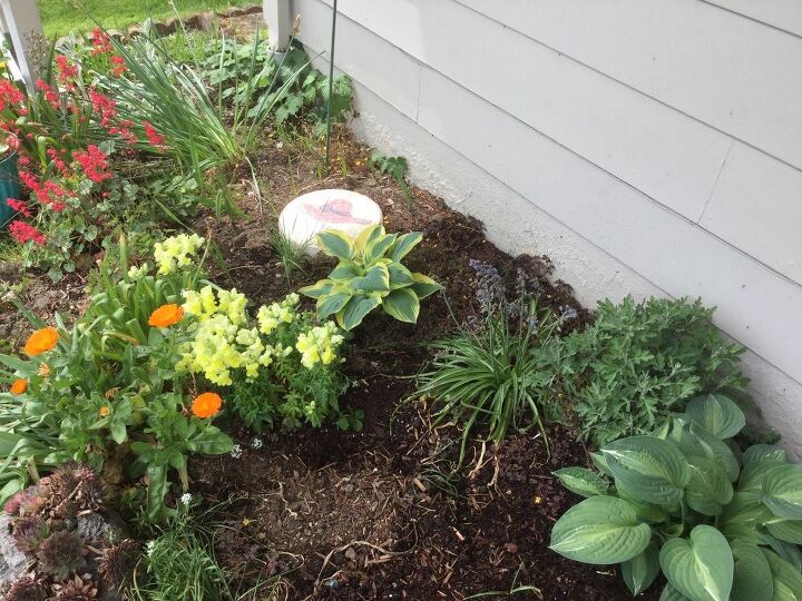 hostas elas tambm podem ser plantas de casa