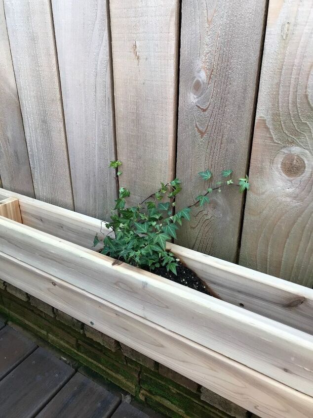 tentando cultivar hera em uma cerca alguma dica para ajudar a mov la