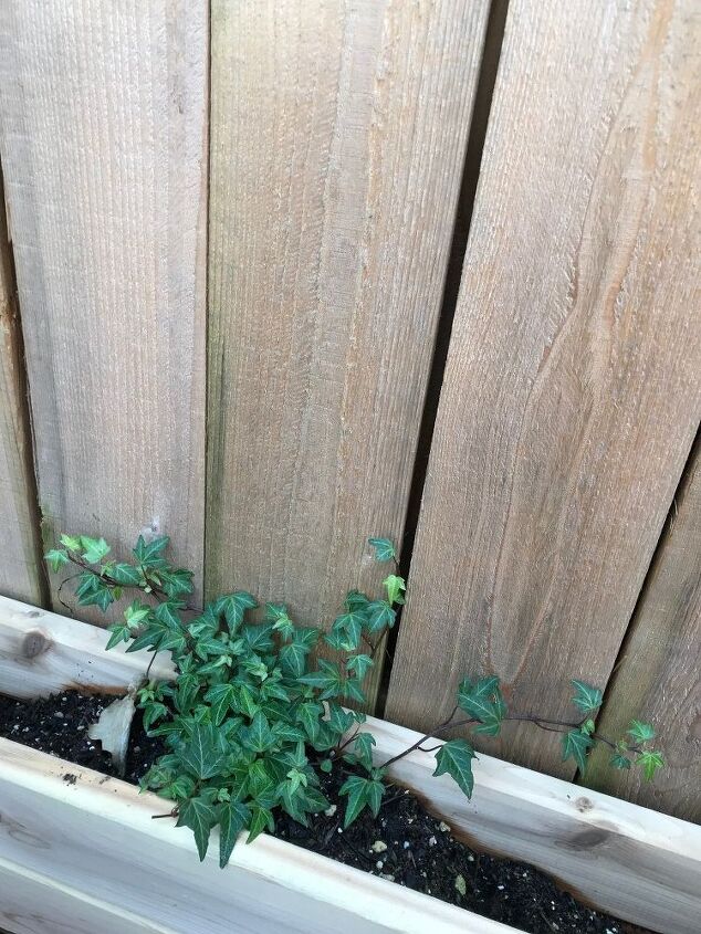 tentando cultivar hera em uma cerca alguma dica para ajudar a mov la