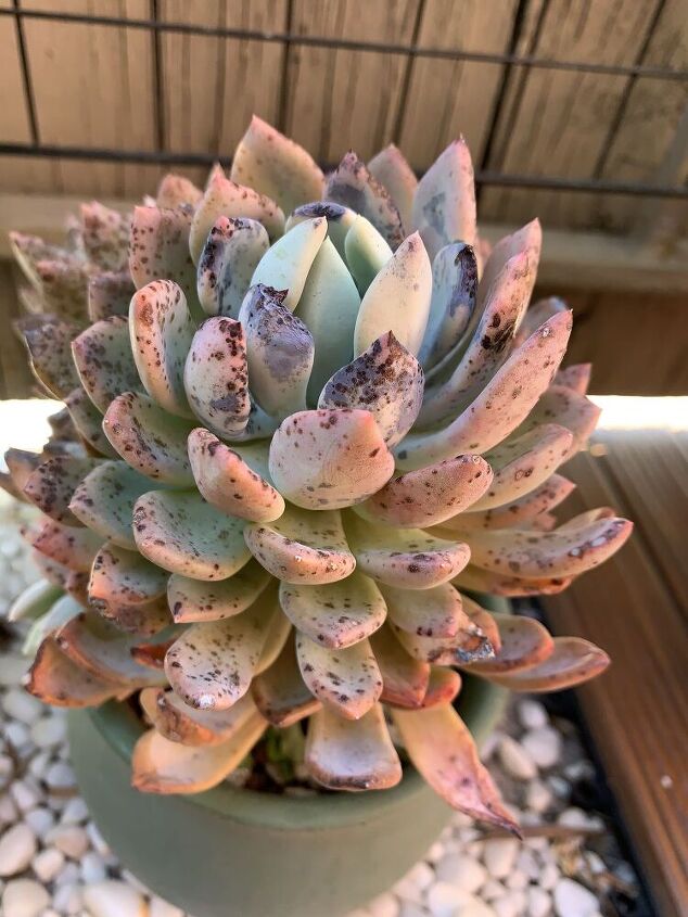 o que h de errado com minha suculenta echeveria e como posso corrigi lo