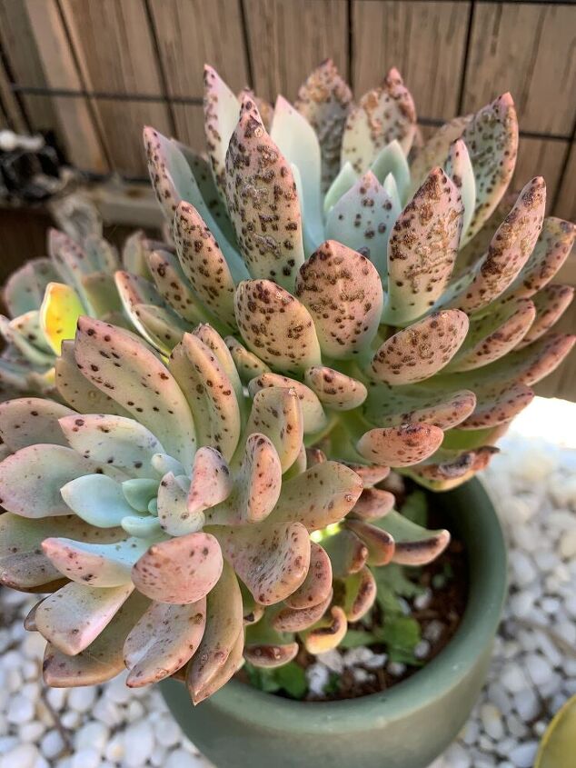 o que h de errado com minha suculenta echeveria e como posso corrigi lo