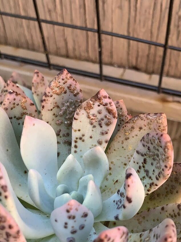 o que h de errado com minha suculenta echeveria e como posso corrigi lo