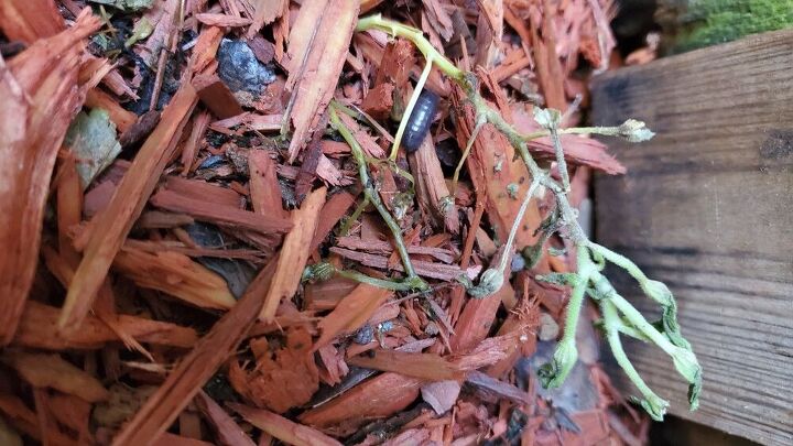 algo se est comiendo mis flores qu hago