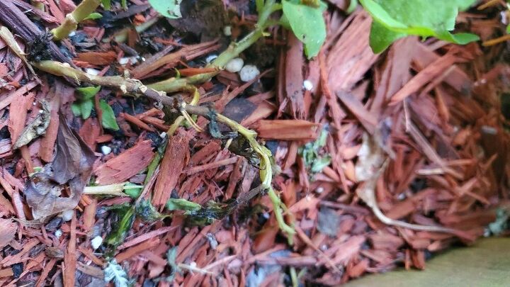 algo se est comiendo mis flores qu hago