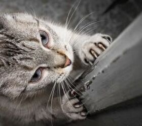 cmo puedo evitar que mis gatos araen los marcos de las puertas