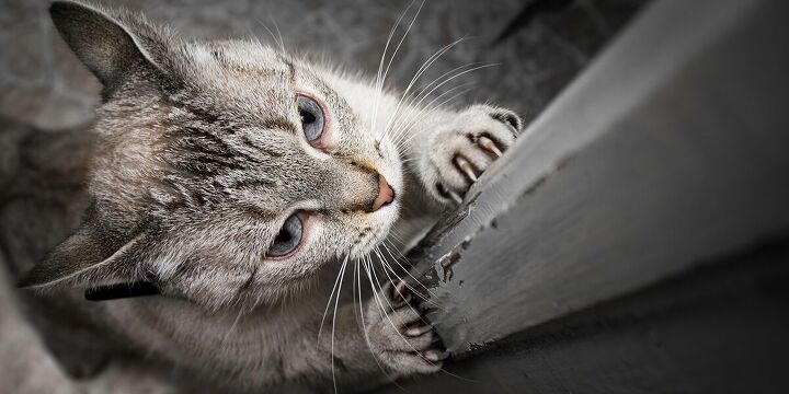 como posso evitar que meus gatos arranhem os batentes das portas